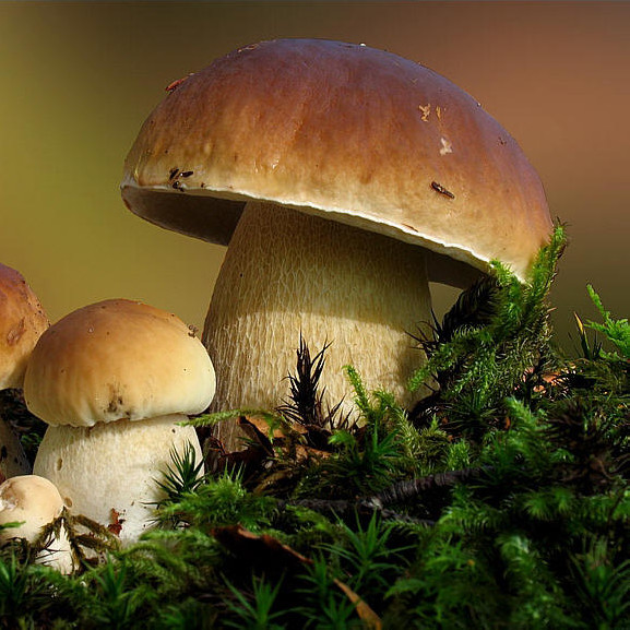 足球赌注软件APP