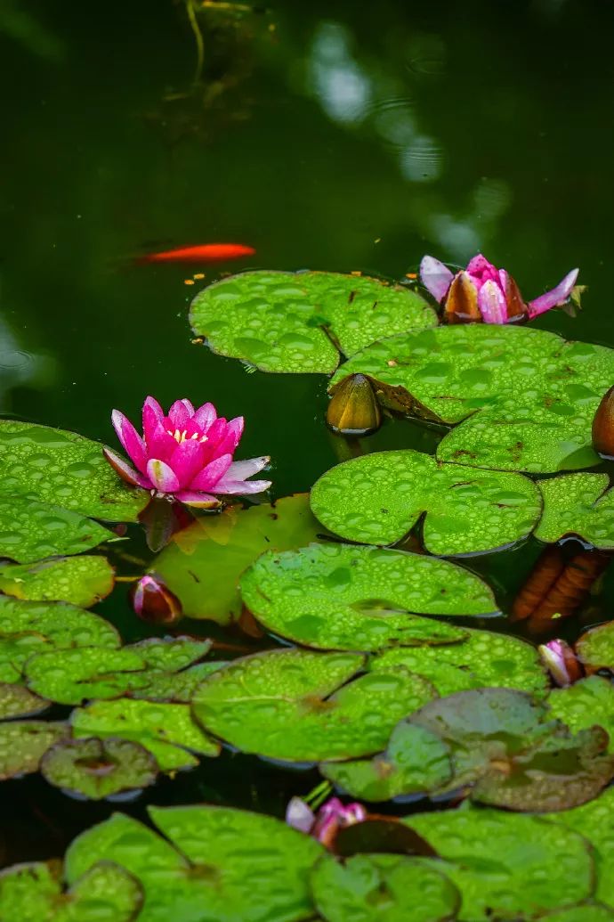 十大足球赌注软件排行榜