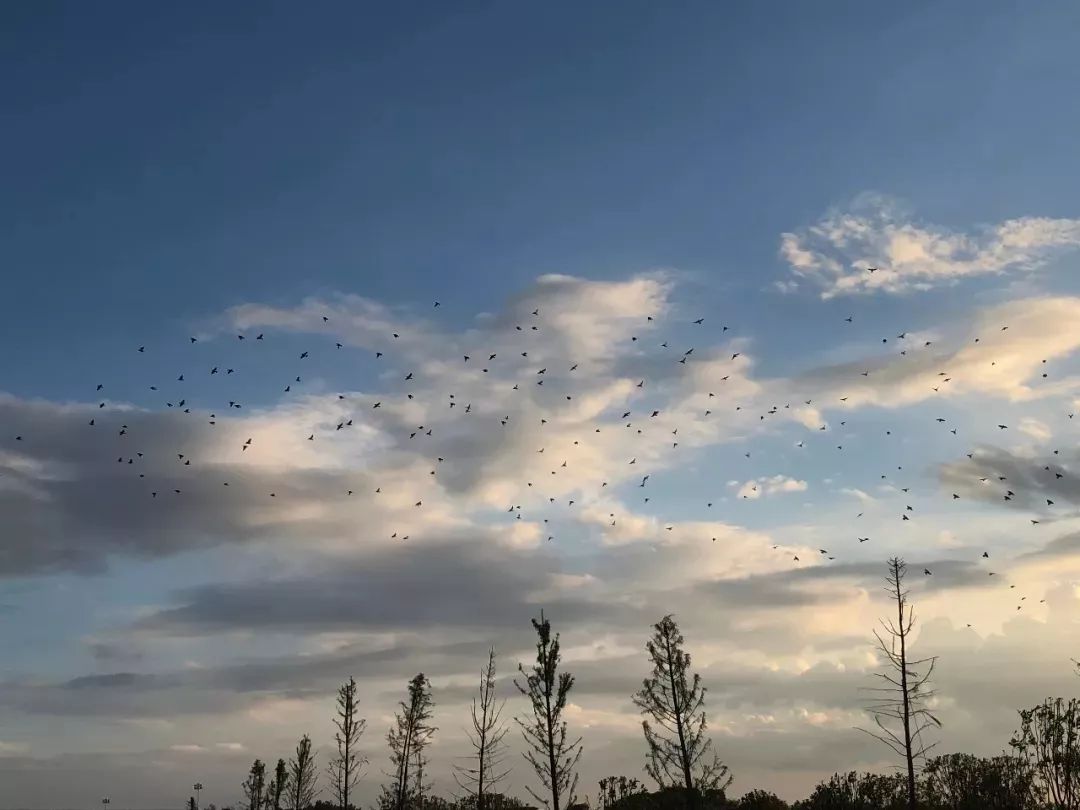 【足球赌注软件APP】
坐高铁看中国 “中国速度“让世界赞叹