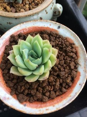 足球赌注软件APP