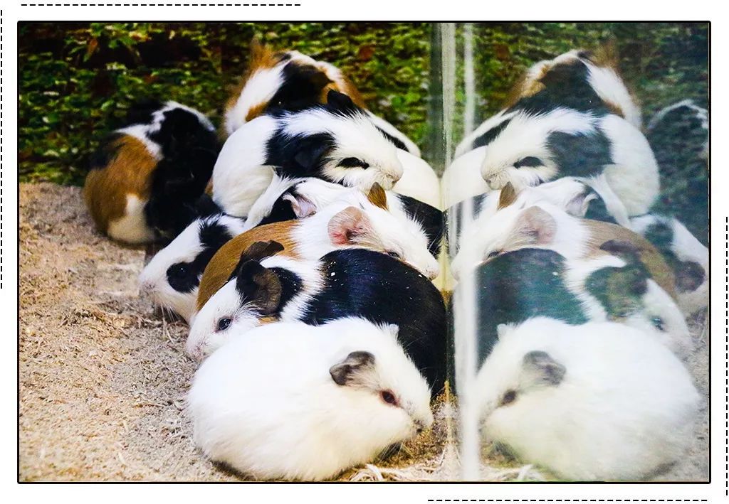 足球赌注软件APP_超40国求购中国疫苗，小插曲泛起！阿根廷