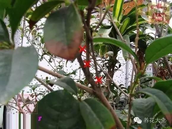 十大足球赌注软件_专家称吃垃圾食品等4因素易致儿童性早熟